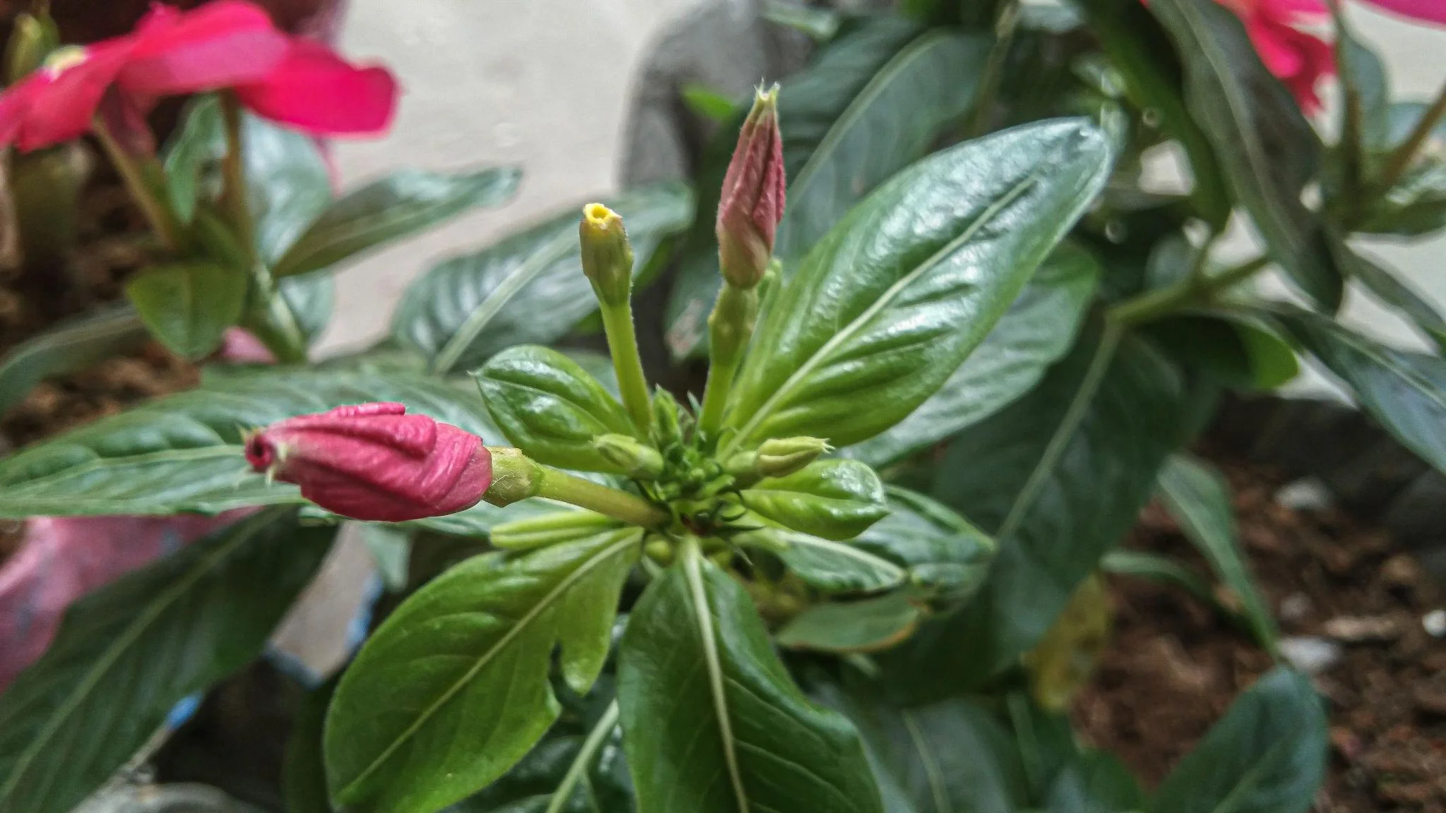 Vinca Rosea Periwinkle Catharanthus Roseus Nayan Tara. Multicolour Colour Flower Live Plant Thai Variety (pack Of 1). thumbnail 3